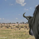 Illustration for article titled Afrika Coming To Europe After All?
